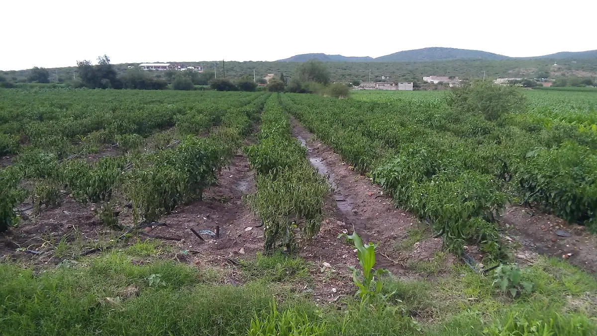 SJR Este año