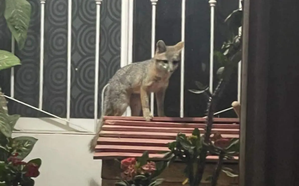 Rescatan a Zorro