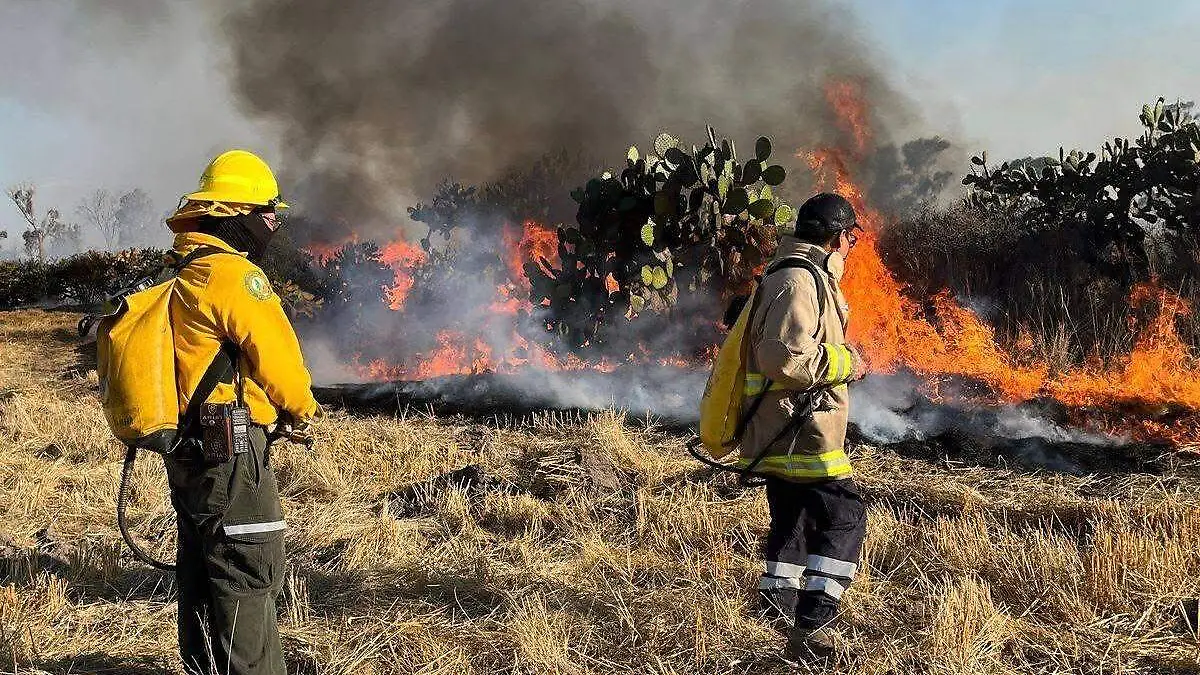 Las colillas de cigarro 