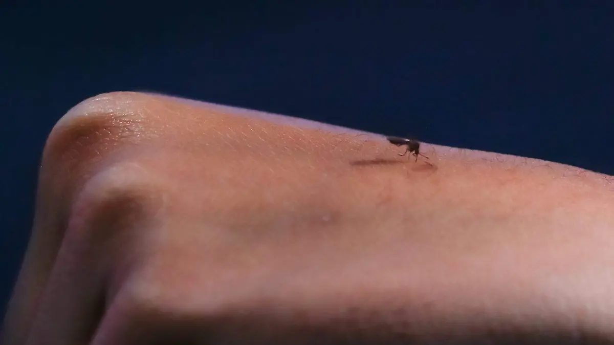 El mosquito
