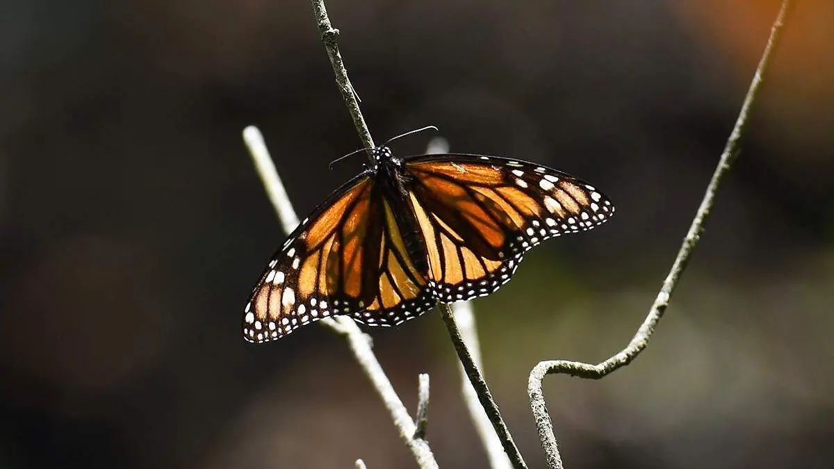 Mariposa Monarca