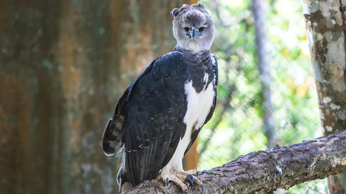águila harpía