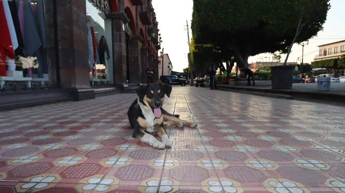 SJR Los perros