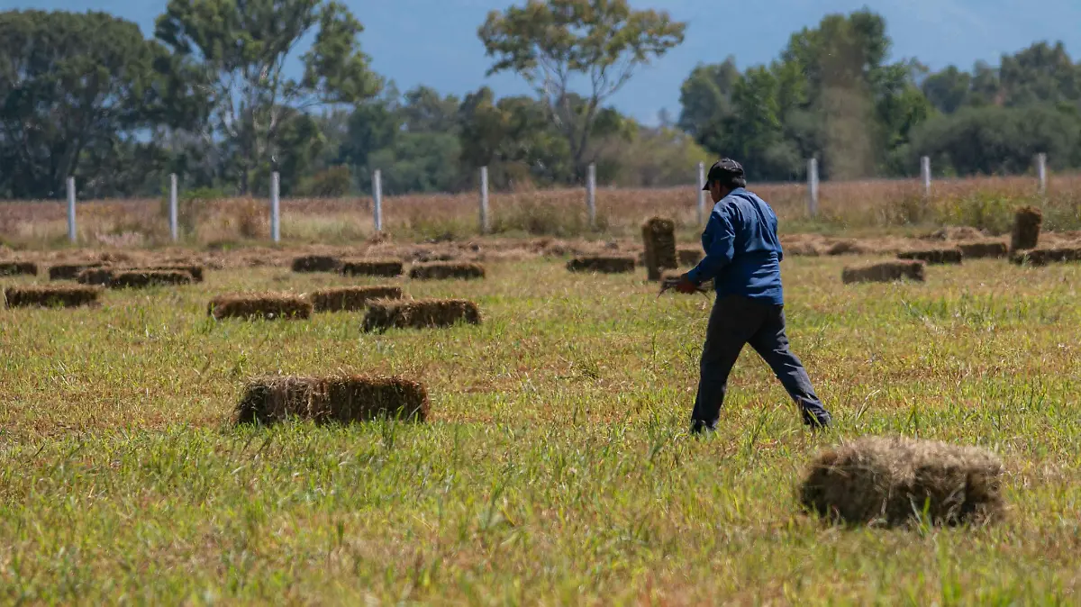 SJR_Sector agricola