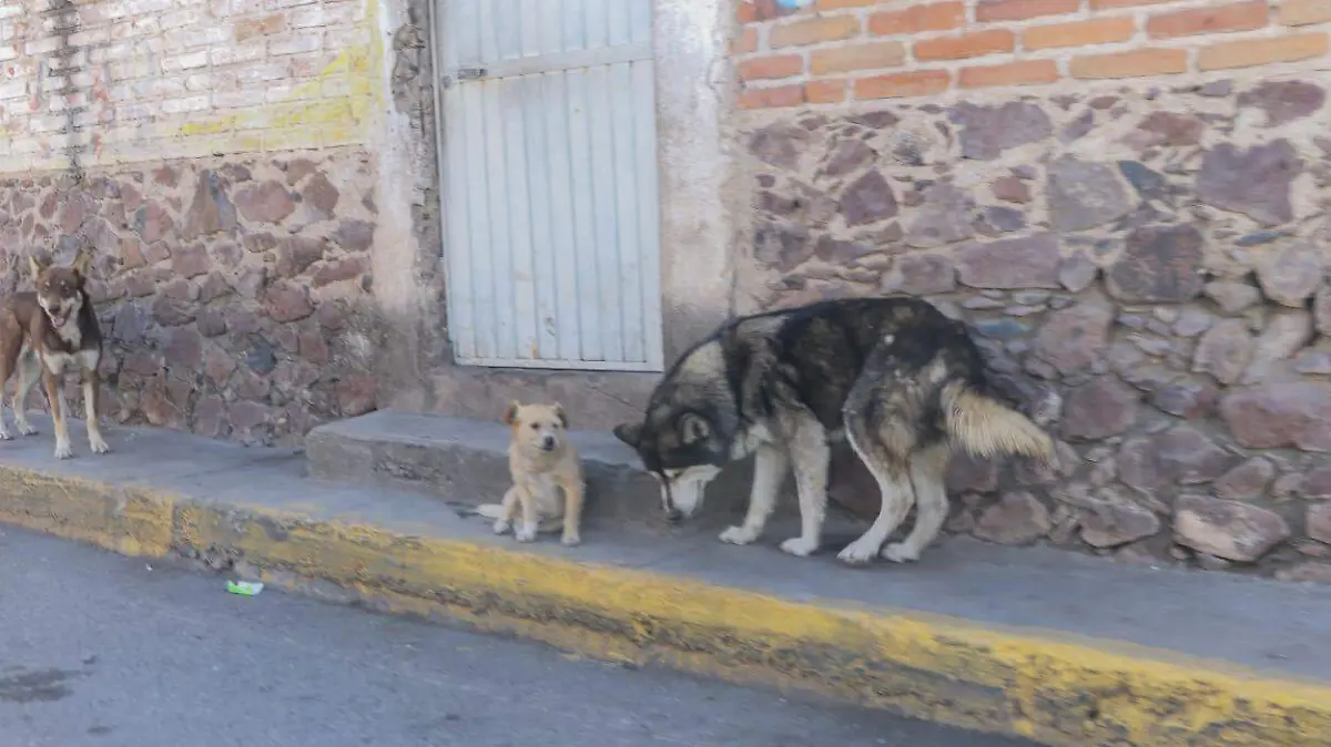 sjr Es importante que