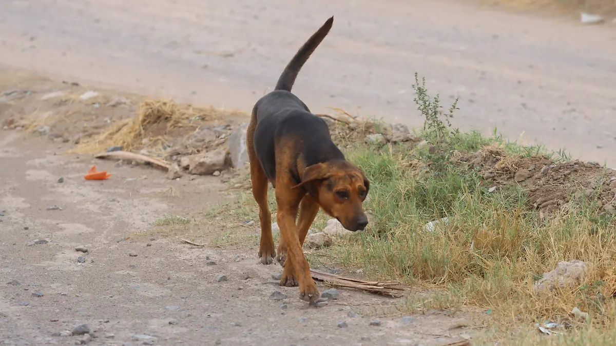 230912_PERROS DE LA CALLE_MM_5