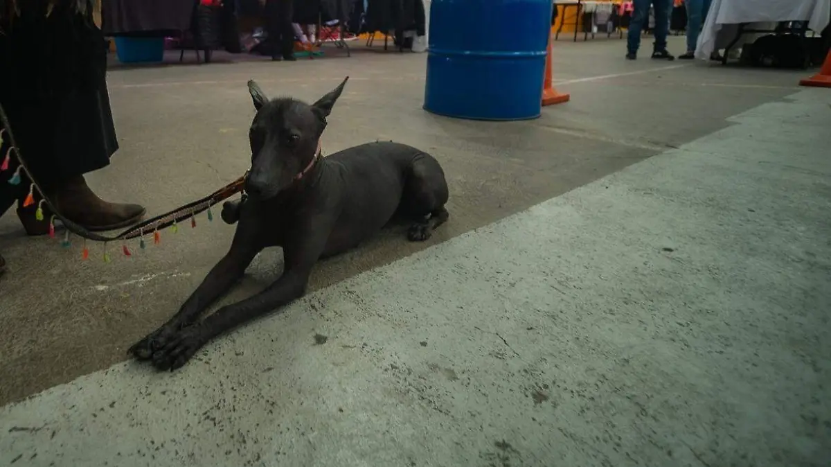 SJR_Se trata de perros