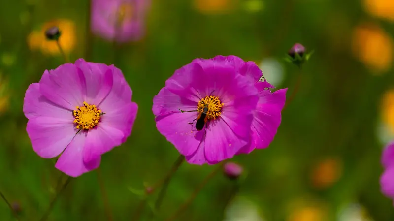 Mirasoles en amealco_8