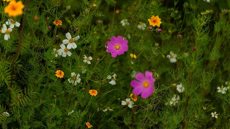 Mirasoles en amealco 11