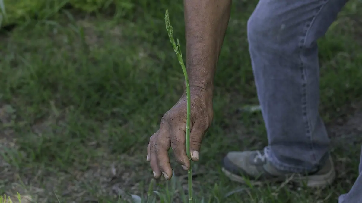 SJR La agricultura 
