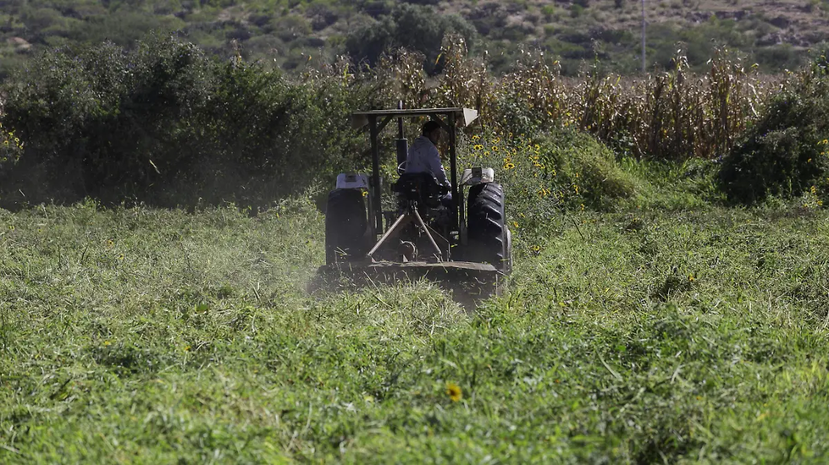 240925_campo_sembradios_milpas_CO_68