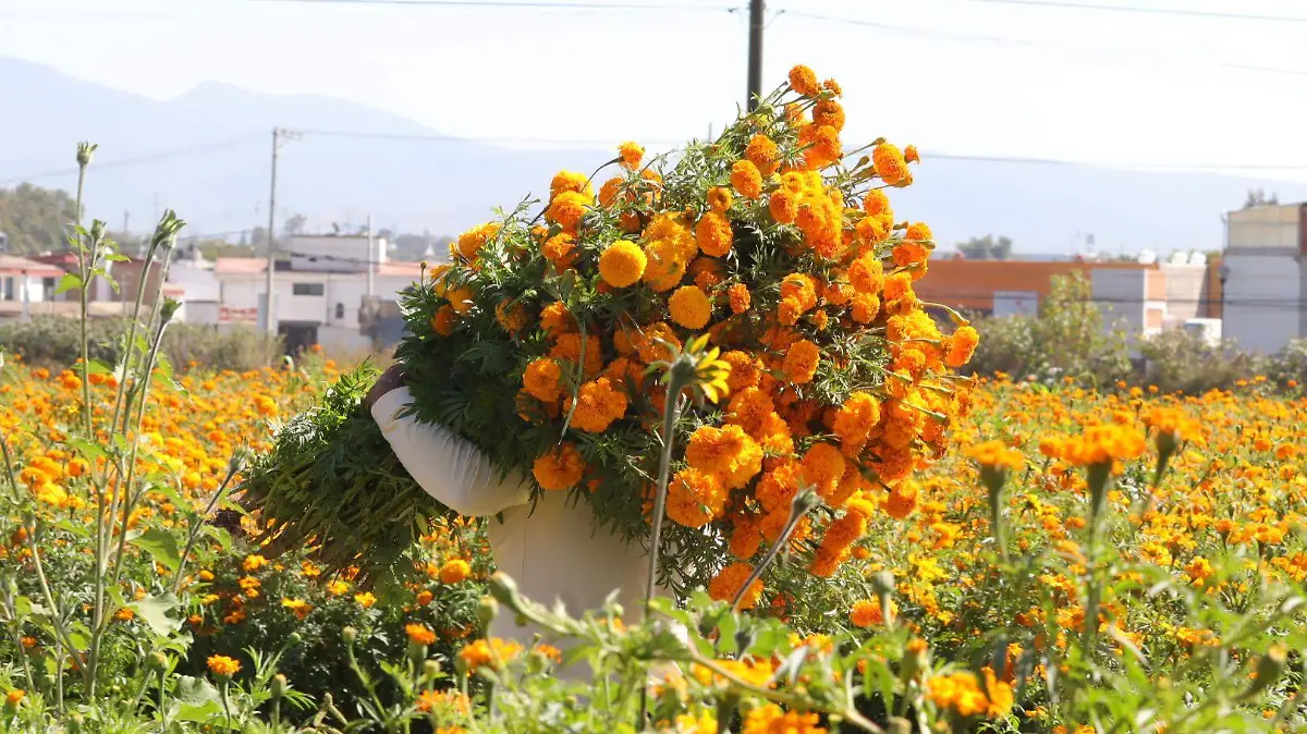 Esta semana cosecharán toda la flor de muerto