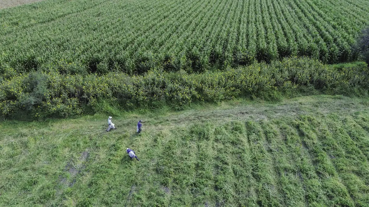 240925_campo_sembradios_milpas_CO_20