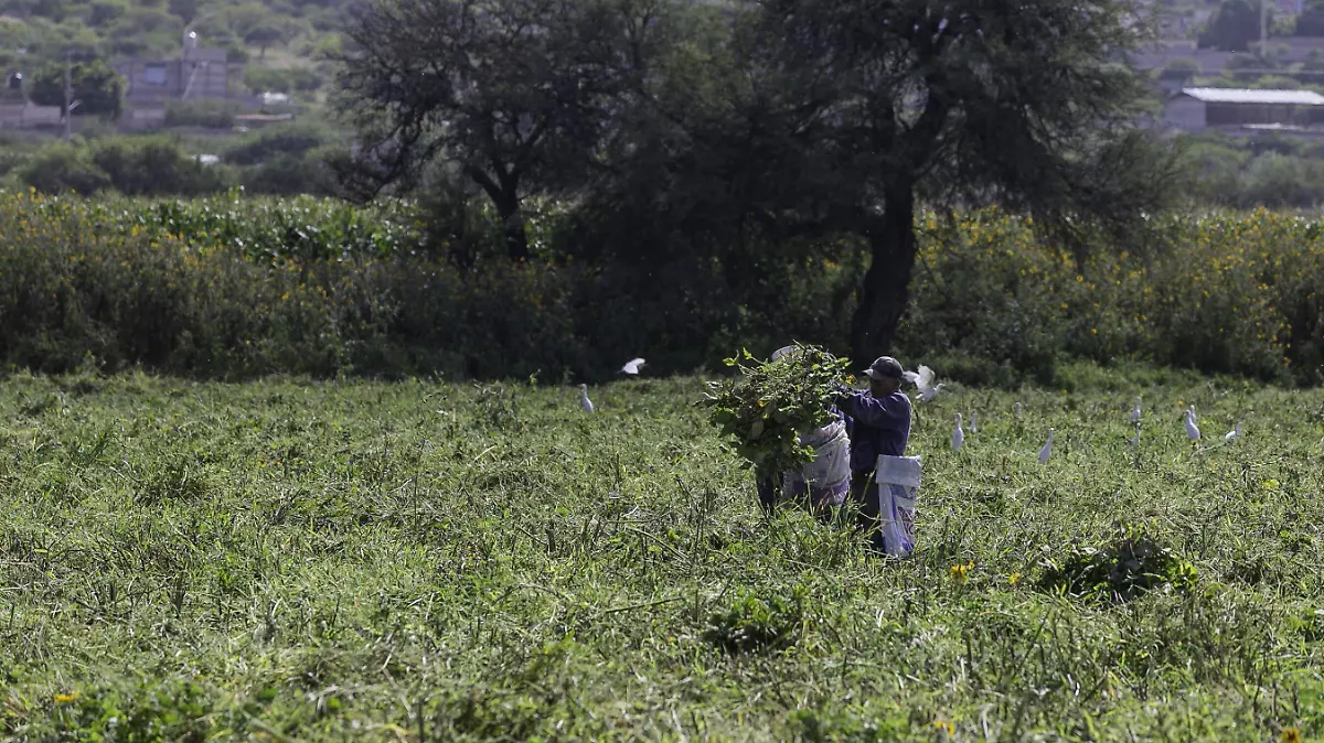 240925_campo_sembradios_milpas_CO_79