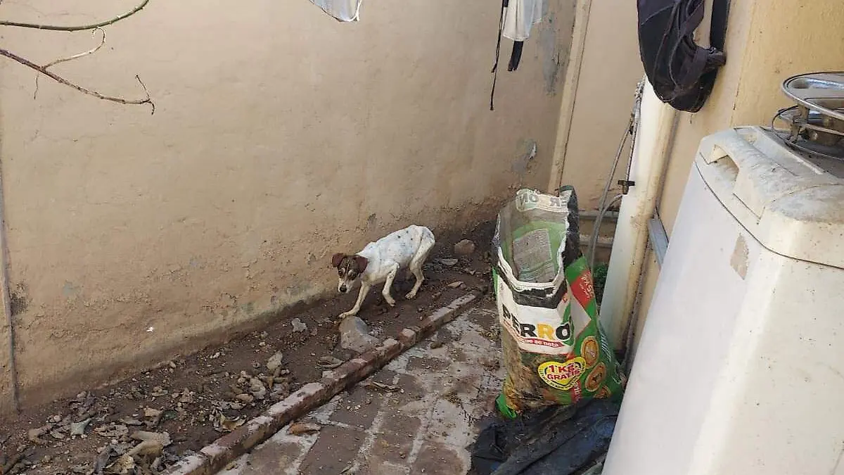 sjr Les van a hacer la