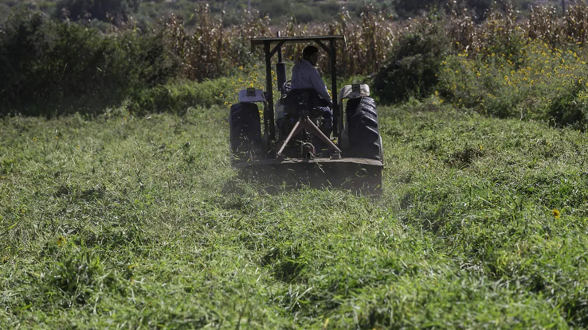 240925_campo_sembradios_milpas_CO_67