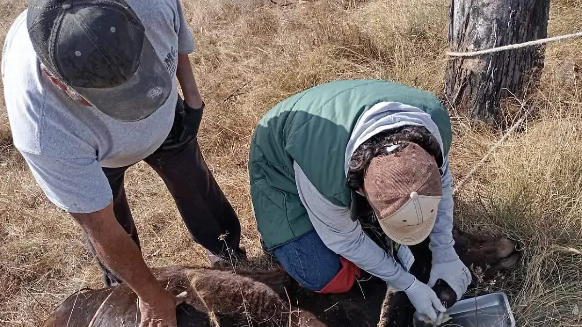 Activos participaron los productores en el taller Desbridación de Abscesos en Ganado Bovino y Manejo de Residuos Biológicos
