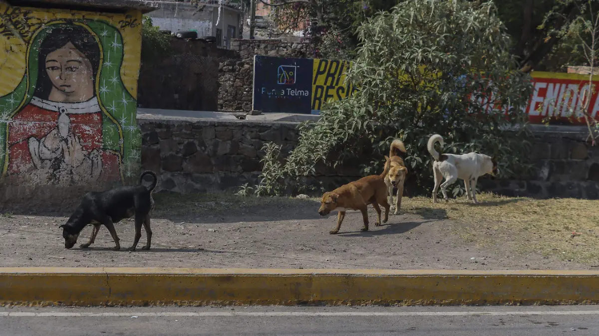 210425_perros de la calle_CO_8