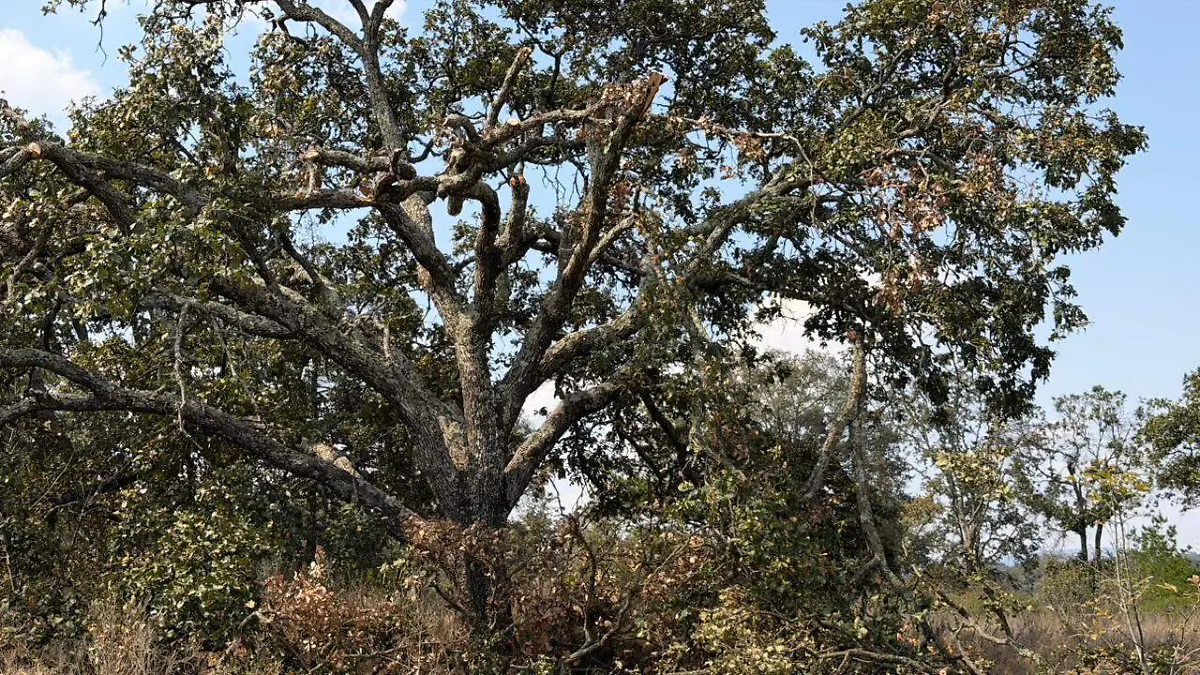 SJR AU NO SE HAN RETIRADO