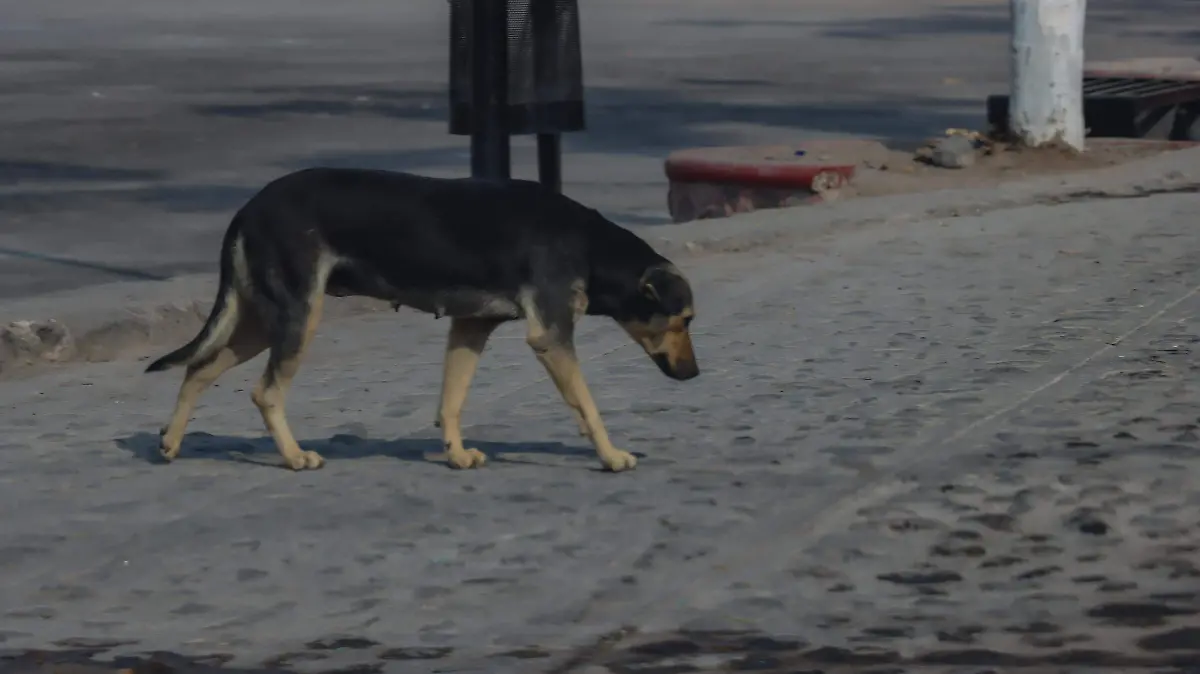 171225_perros de la calle_pedro escobedo_CO_1