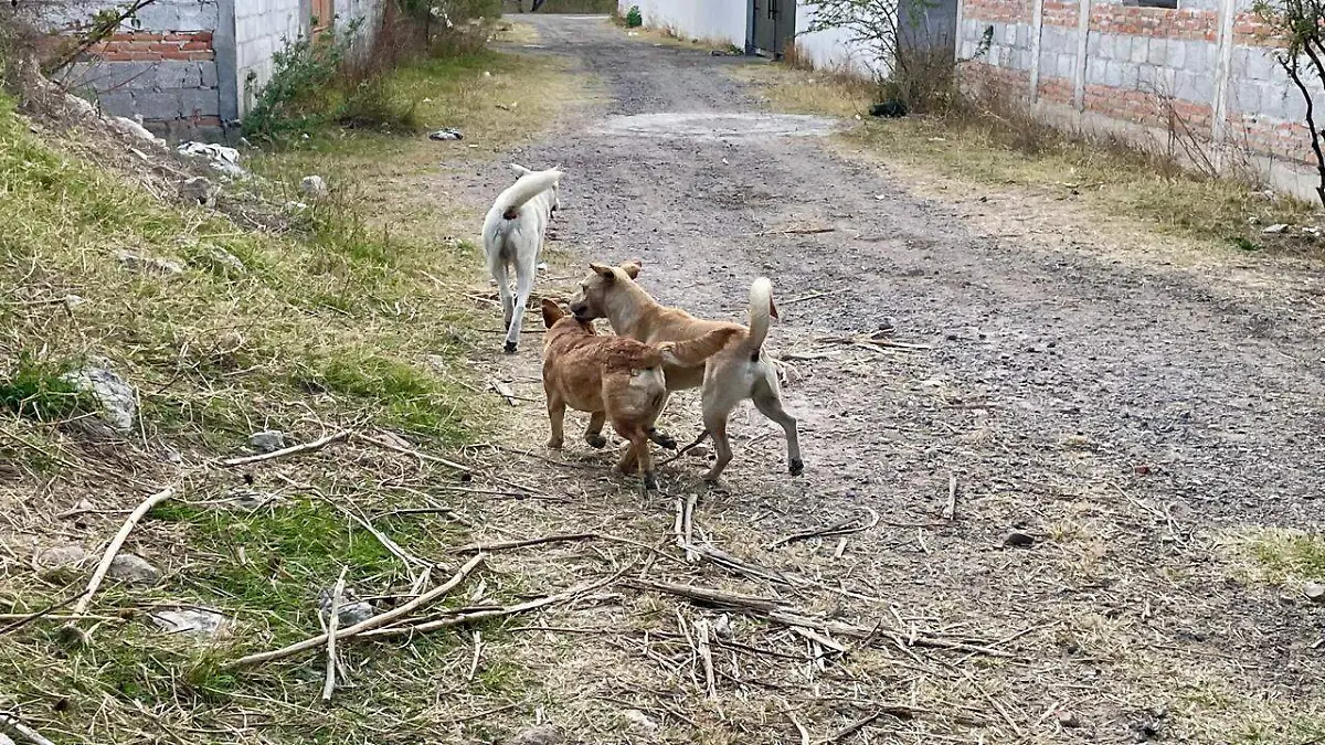 Mascotas 