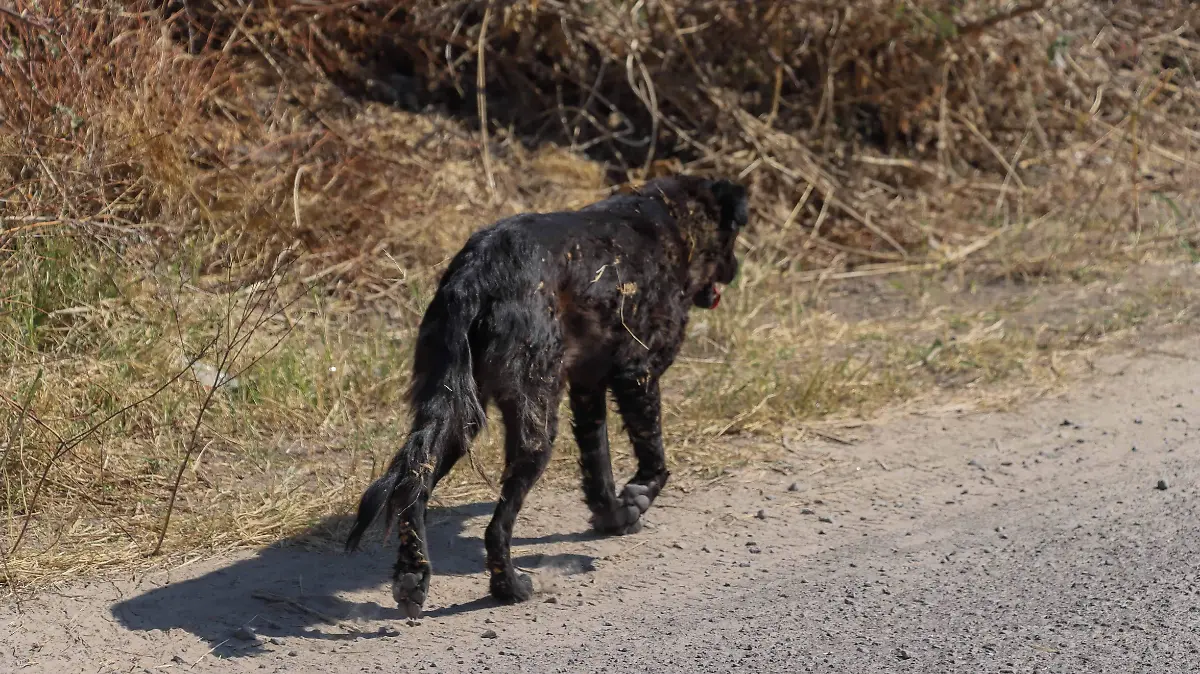 SJR CADA VEZ MAS MASCOTAS