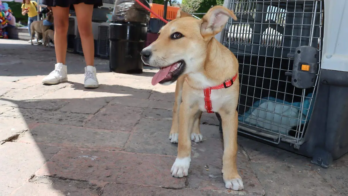 sjr Son animales que