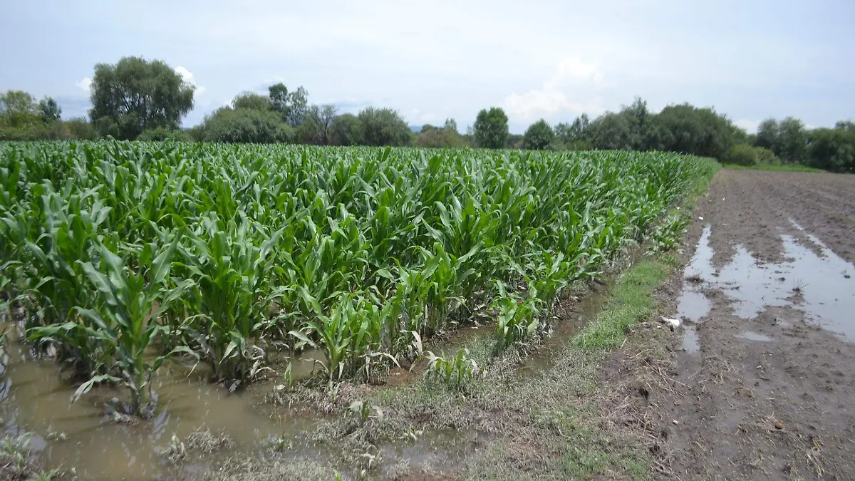 SJR Las afectaciones