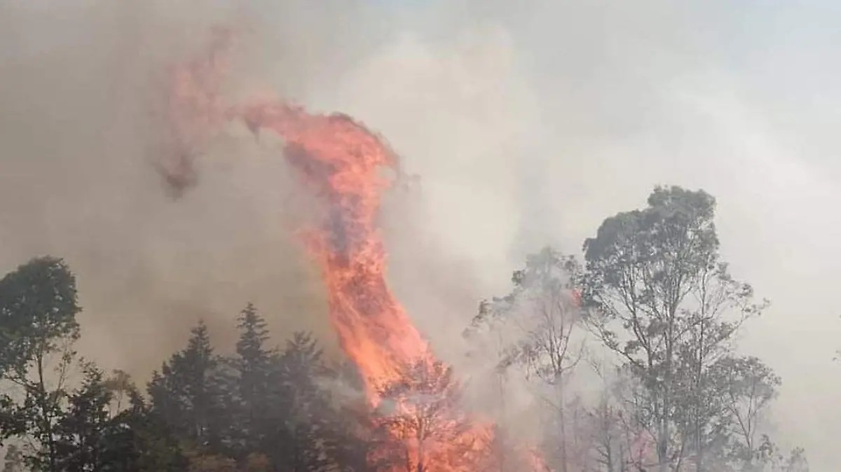 sjr Algunos árboles fueron