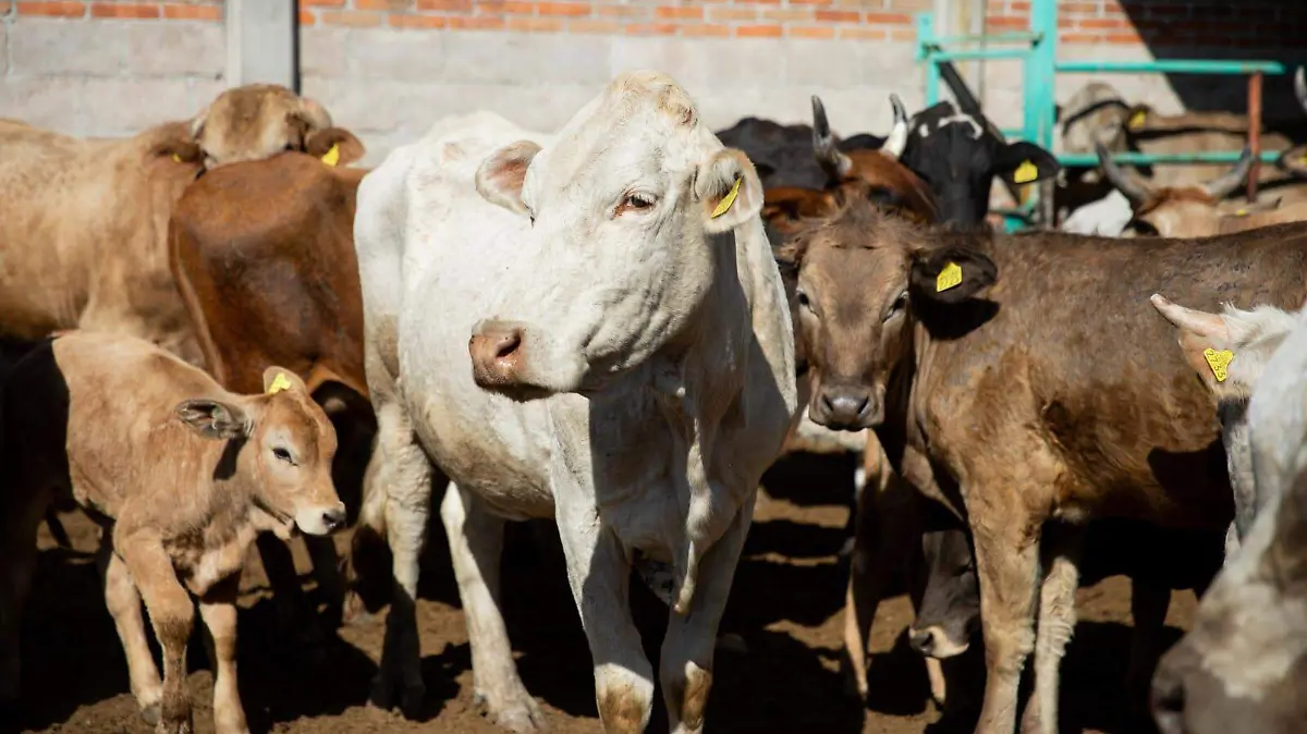 SJR buscan fortalecer