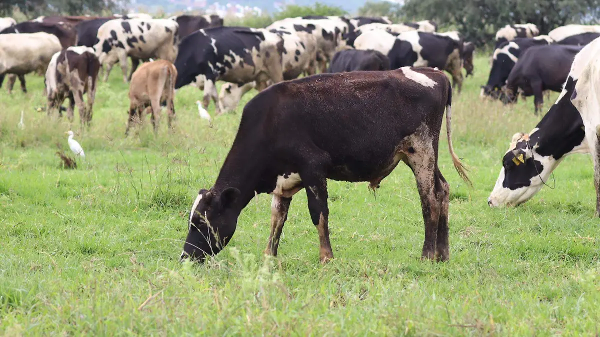 010725_Ganado_ldvu (31)