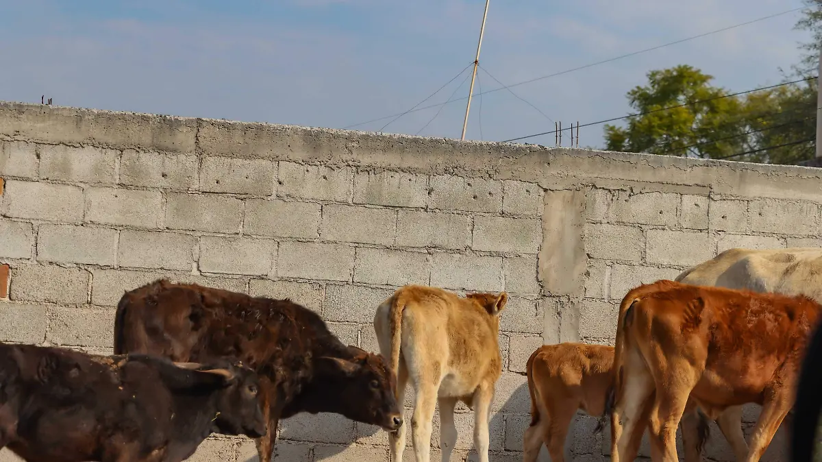 171225_ganado_vacuno_CO_6