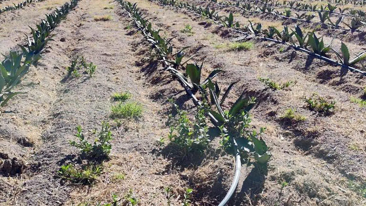 Cultivo escuela