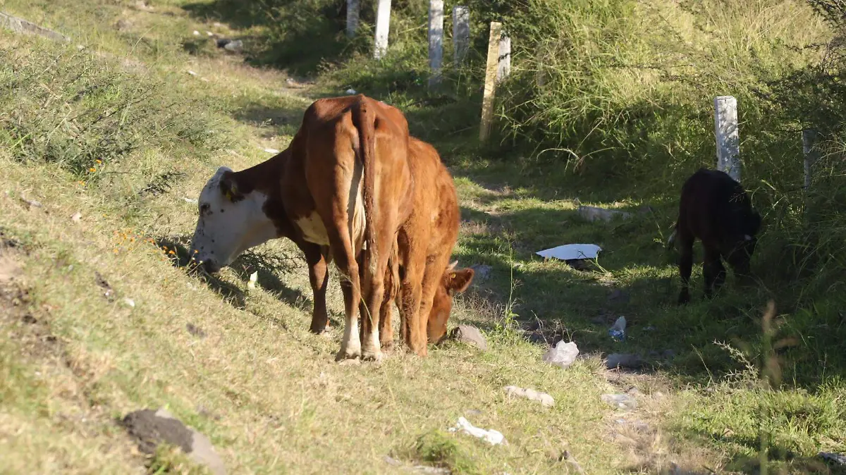 200126_ganado_ldvu (20)