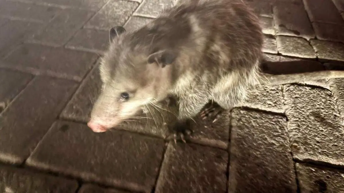 sjr Piden la colaboración