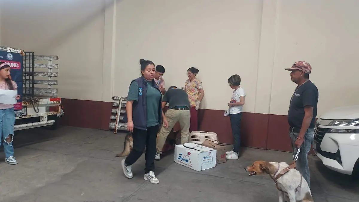 sjr Generan los protocolos