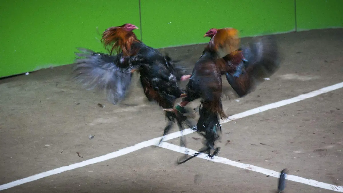 402409_Pelea de Gallos_web