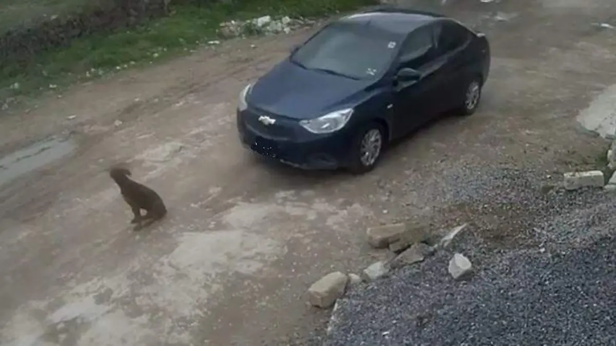 PERRO ARROLLADO