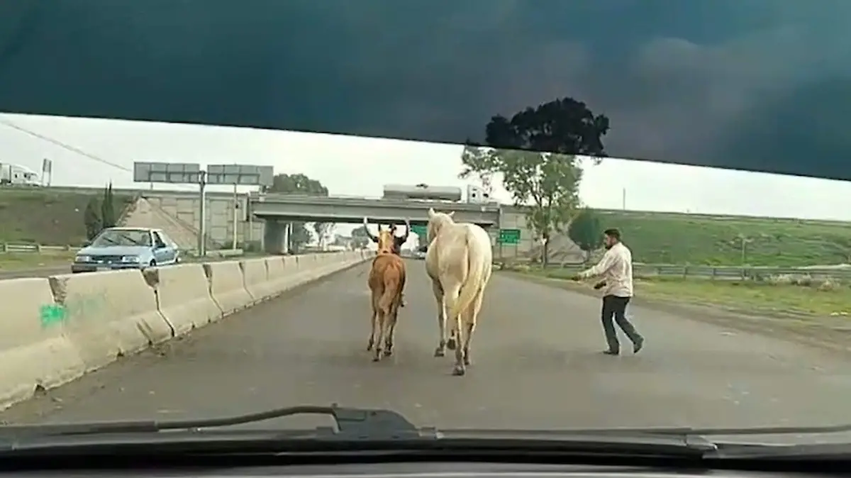 caballos sueltos en la toluca palmillas