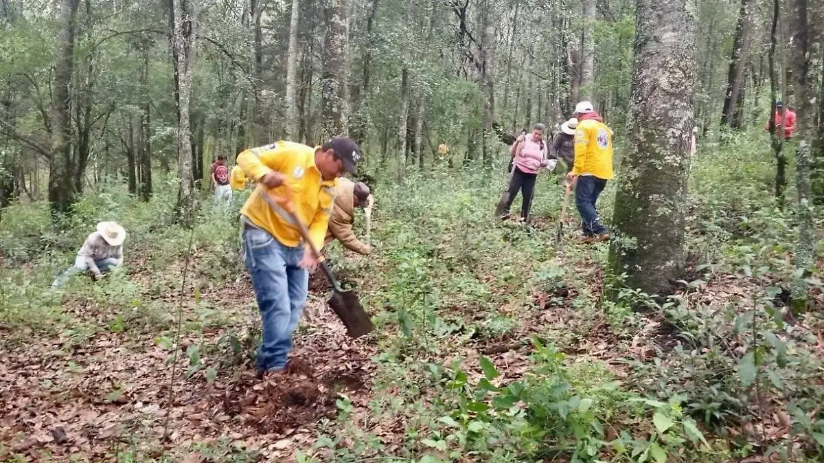 SJR Personal forestal