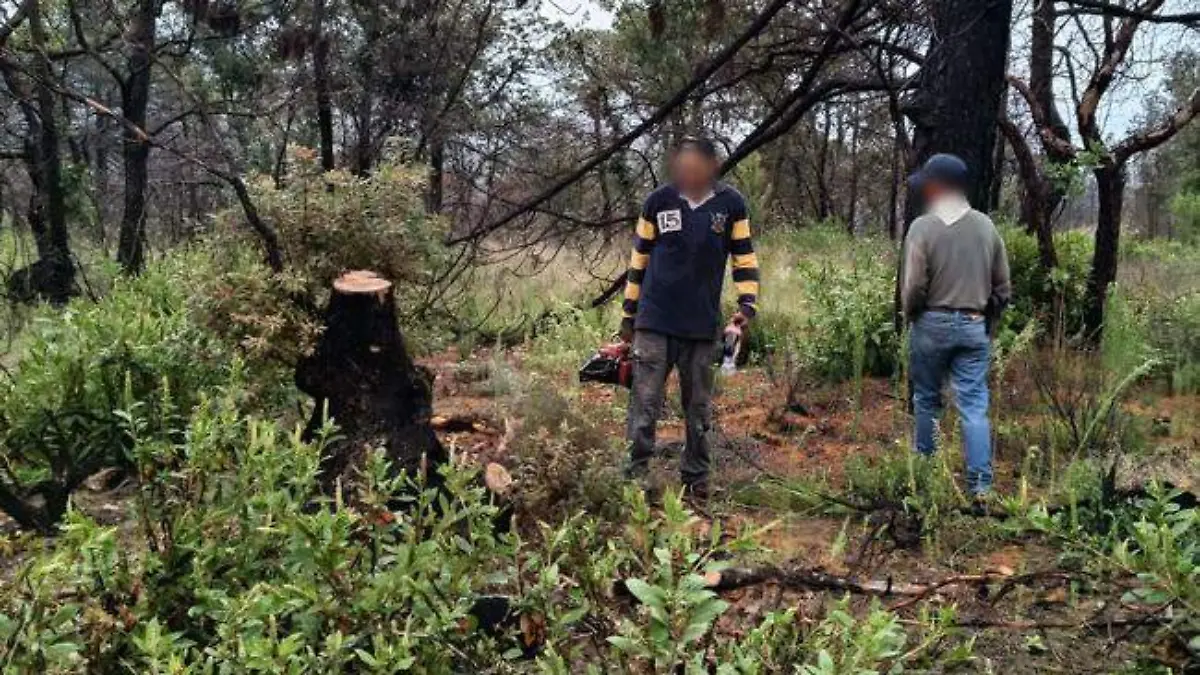post_Detecion_tala_arbol_Qro_02