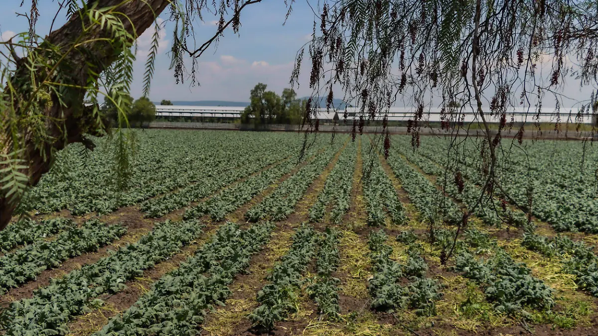 SJR Productores