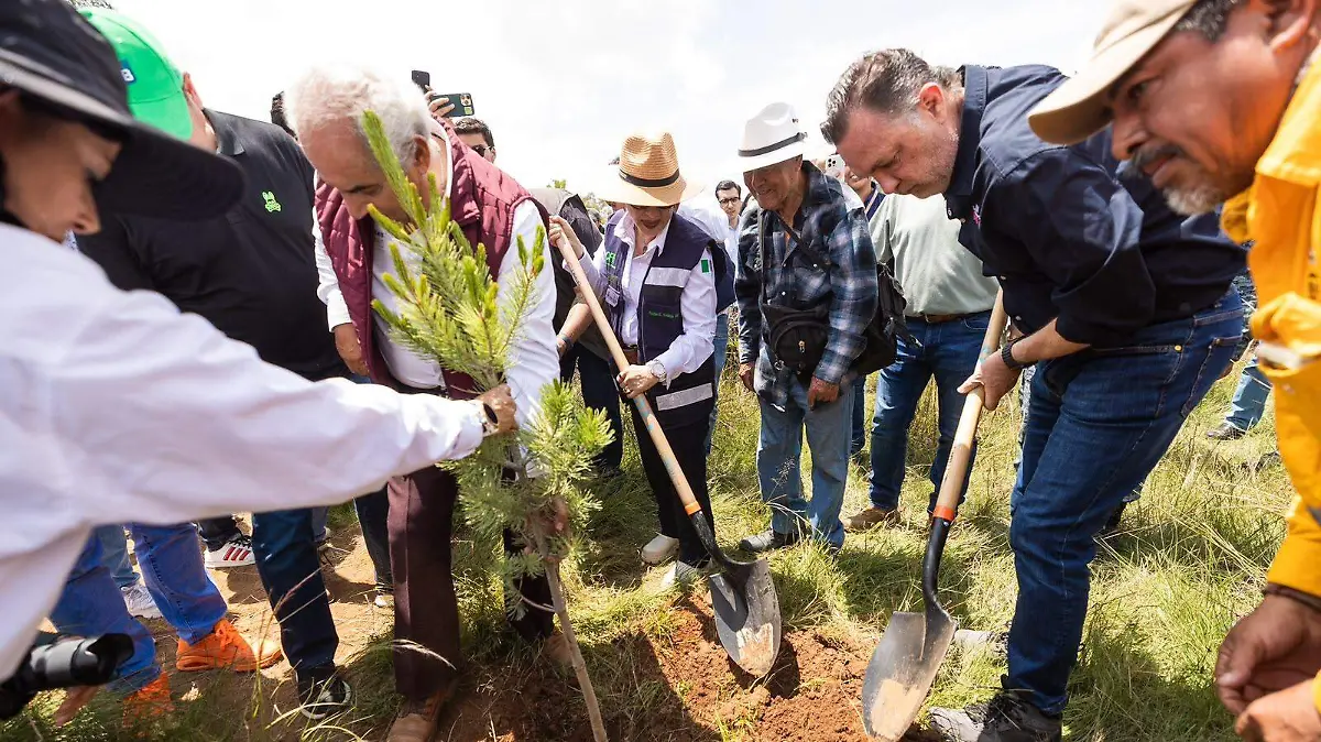 reforestacion