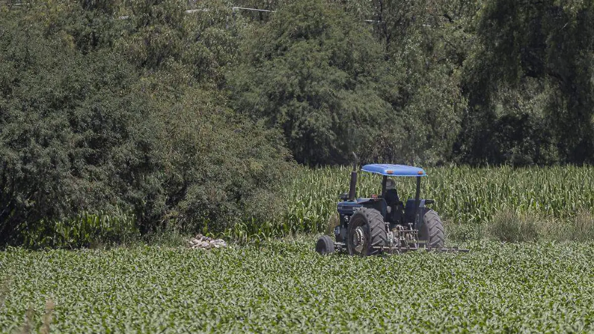 040623_campo_tractor_maiz__CO_1