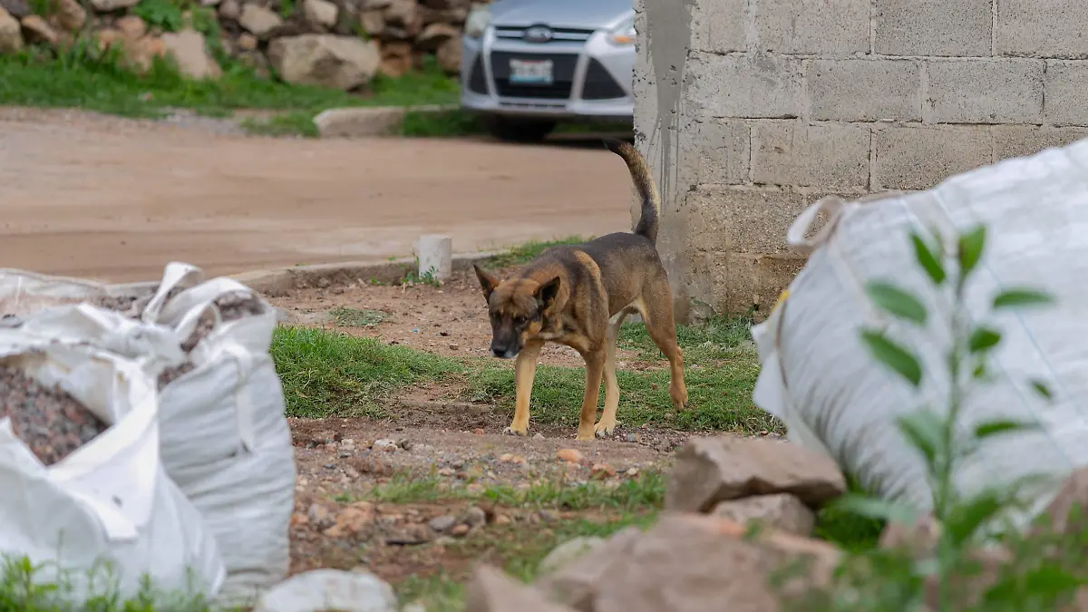 120826_perros_calle_palma de romero_CO (6)