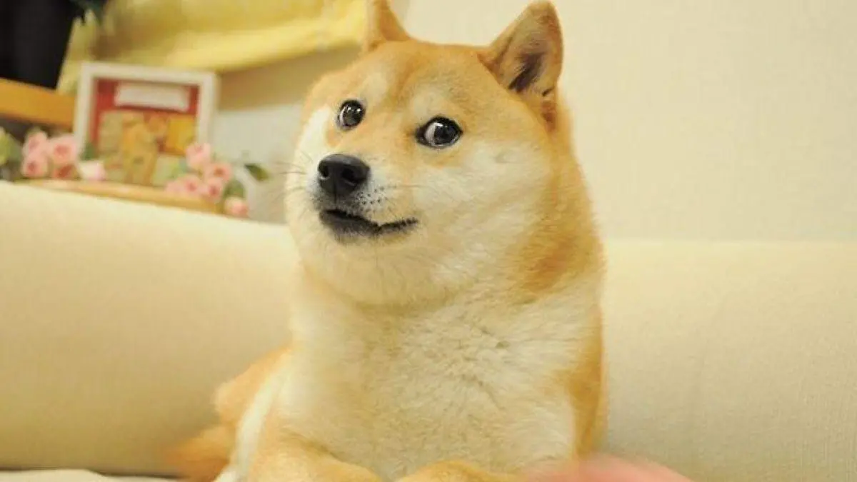 meme perrito