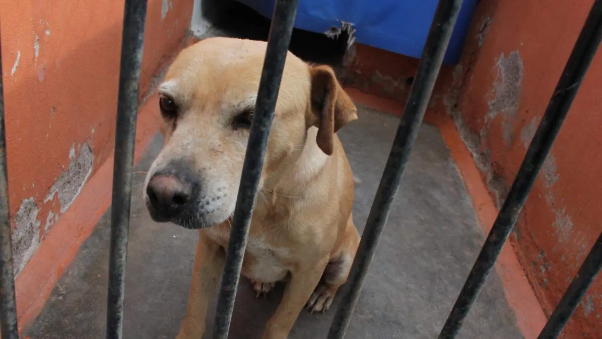 Rescate de Perros RS (1)