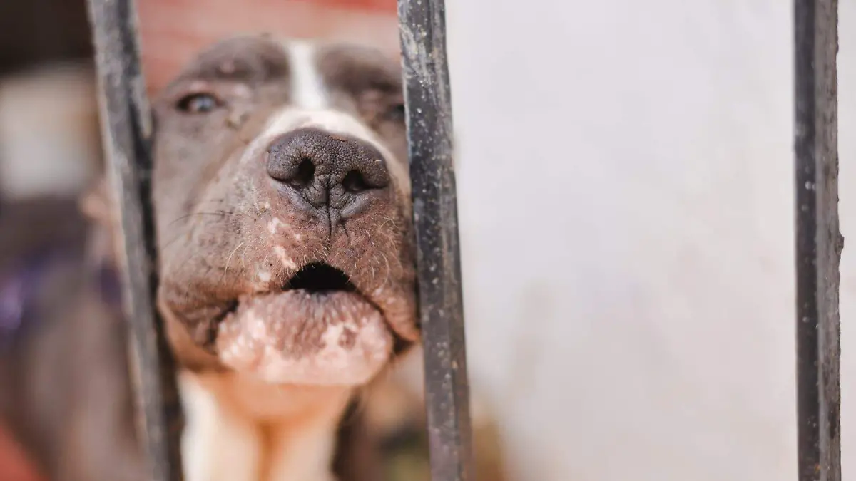 Ambudog, mascotas, perros (2)