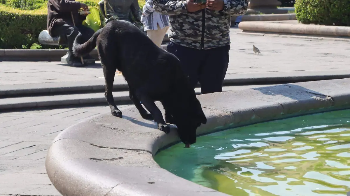 Perrito tomando agua de fuente (1)