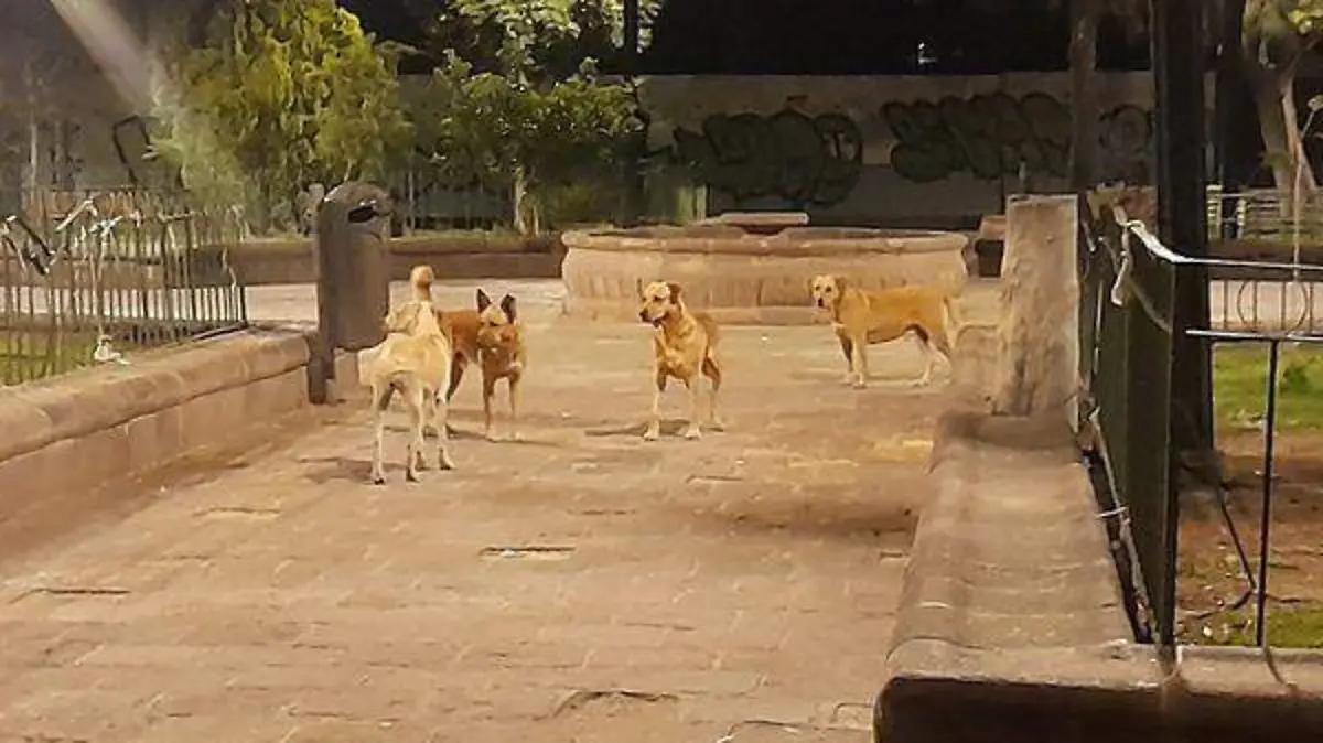 jauría San Juan de Guadalupe (1)